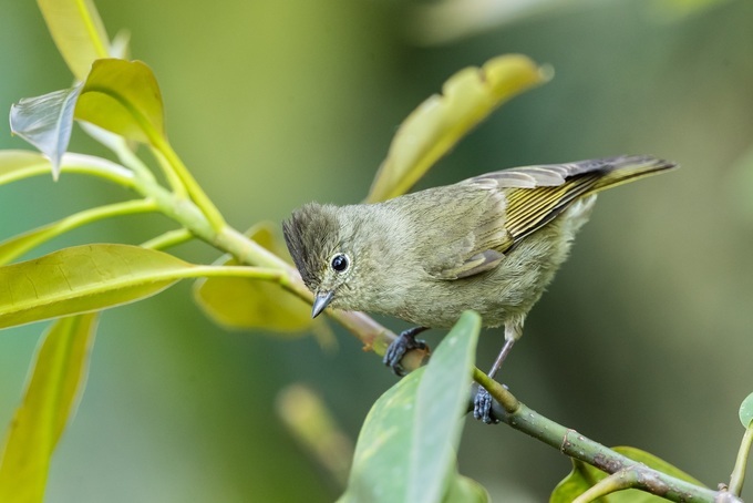 Sapa Bird Watching Tour 5 Days